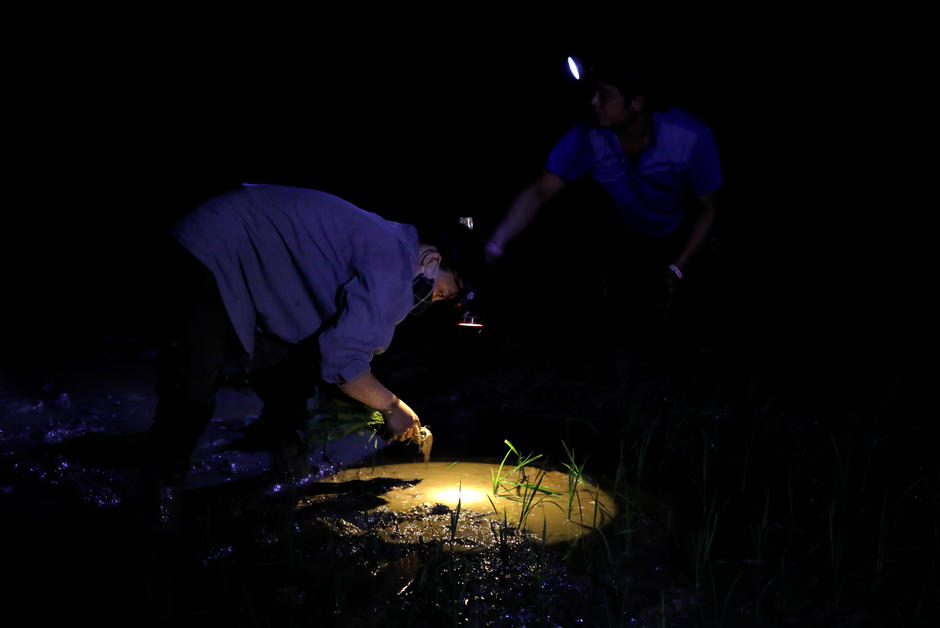 Au Vietnam, la canicule oblige les riziculteurs à travailler de nuit