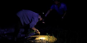 Au Vietnam, la canicule oblige les riziculteurs à travailler de nuit