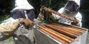 Mexique : en territoire maya, le miel se fait rare 