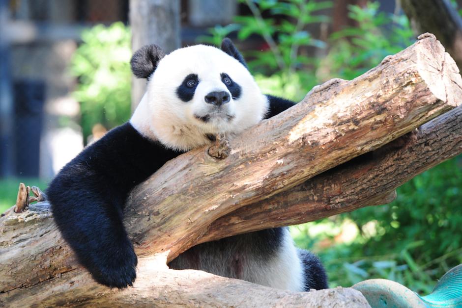 Naissance d’un bébé panda au zoo de Washington