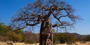 En Angola, “Adieu, les baobabs”
