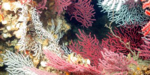 Des oasis de corail découvertes dans les profondeurs des océans