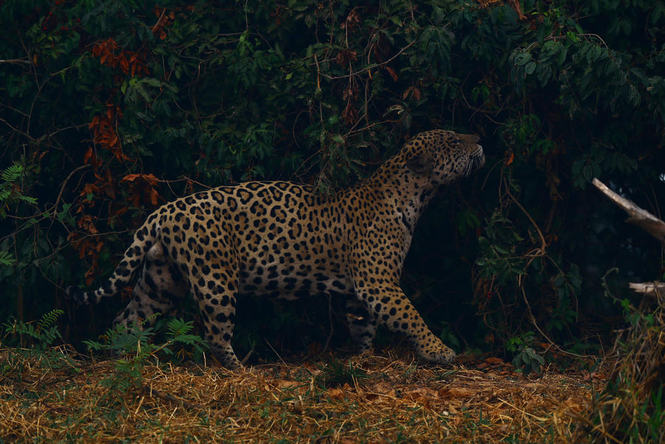 En Argentine, les jaguars sont de retour