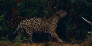 En Argentine, les jaguars sont de retour