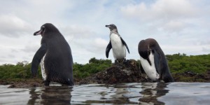 Les Galápagos recensent un nombre record de manchots et de cormorans