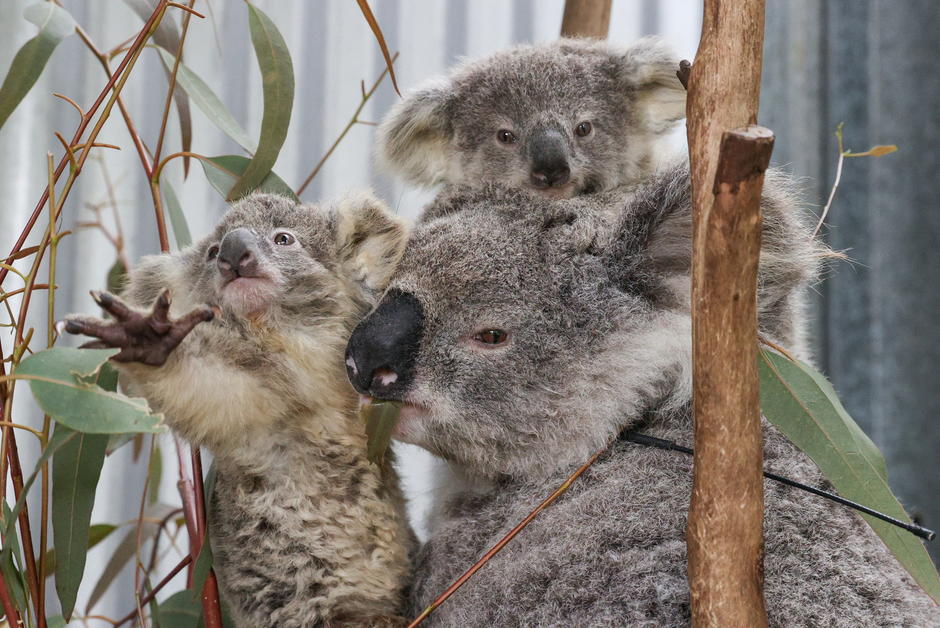 L’Australie au défi de recenser sa population de koalas