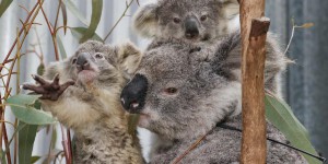 L’Australie au défi de recenser sa population de koalas