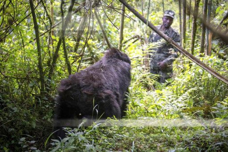 Le parc des Virunga en RDC : un refuge pour les gorilles, mais aussi pour les criminels