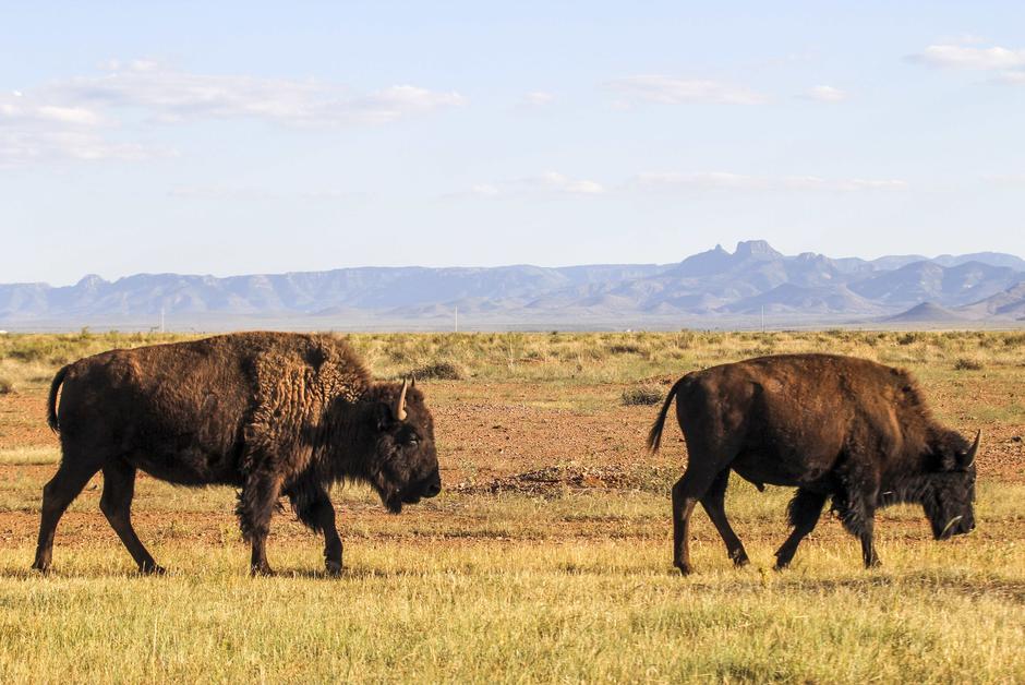 Un siècle après leur disparition, les bisons à la conquête du Mexique