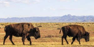 Un siècle après leur disparition, les bisons à la conquête du Mexique