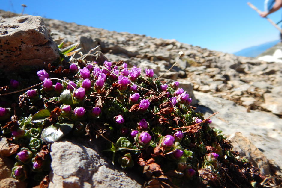La flore alpine menacée par le recul des glaciers dû au réchauffement climatique