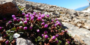 La flore alpine menacée par le recul des glaciers dû au réchauffement climatique