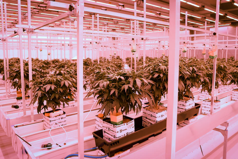 Dans le Colorado, la culture du cannabis légal émet plus de CO2 que l’industrie minière