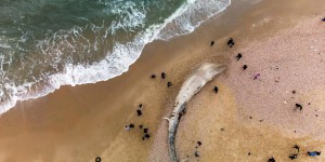 Israël frappé par la “pire marée noire de ces dernières décennies”