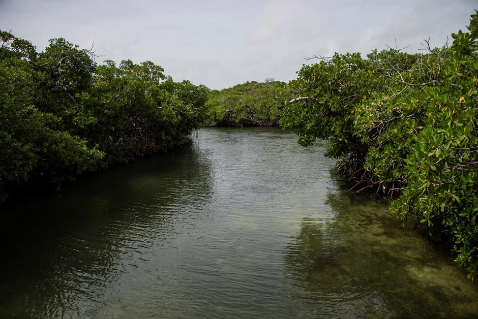 Au Belize, des écologistes achètent la forêt pour la protéger pour l’éternité