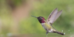 Des colibris mettent à l’arrêt la construction d’un oléoduc canadien