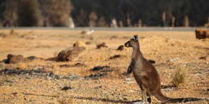 De l’Australie aux États-Unis : “Les kangourous ne sont pas des chaussures”
