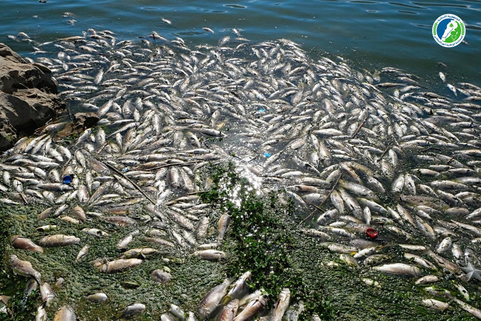 Au Liban, les poissons toxiques d’un lac pollué se retrouvent sur les étals