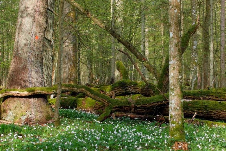 En Pologne, la forêt primaire de Bialowieza à nouveau menacée