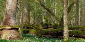 En Pologne, la forêt primaire de Bialowieza à nouveau menacée