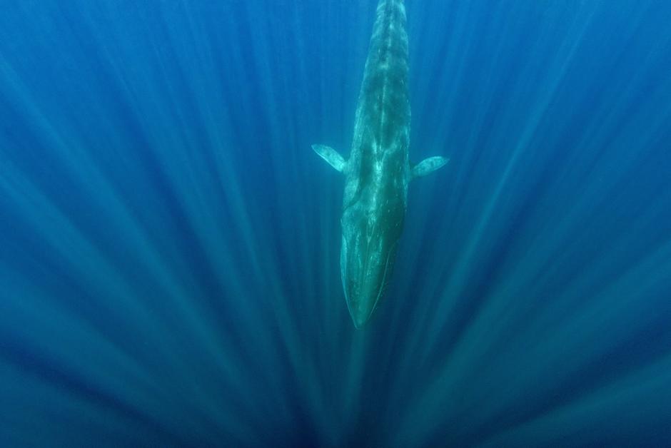 Environnement : et si les baleines pouvaient nous sauver du réchauffement climatique ?