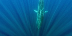 Environnement : et si les baleines pouvaient nous sauver du réchauffement climatique ?