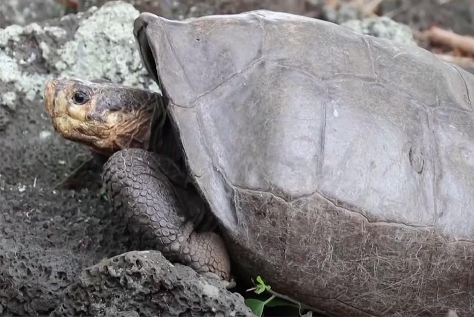 Réapparition d’une tortue géante des Galápagos que l’on croyait disparue depuis cent ans