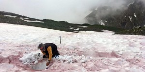 Dans les Alpes françaises, l’étrange phénomène du “sang de glacier”