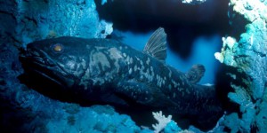 Le cœlacanthe, ce poisson fossile des abysses, pourrait vivre centenaire
