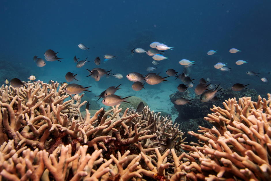 La Grande Barrière de corail “en danger” selon l’Unesco ? L’Australie noie le poisson