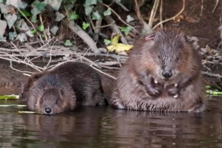 Les castors sont de retour dans les rivières anglaises après quatre cents ans d’absence
