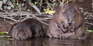 Les castors sont de retour dans les rivières anglaises après quatre cents ans d’absence