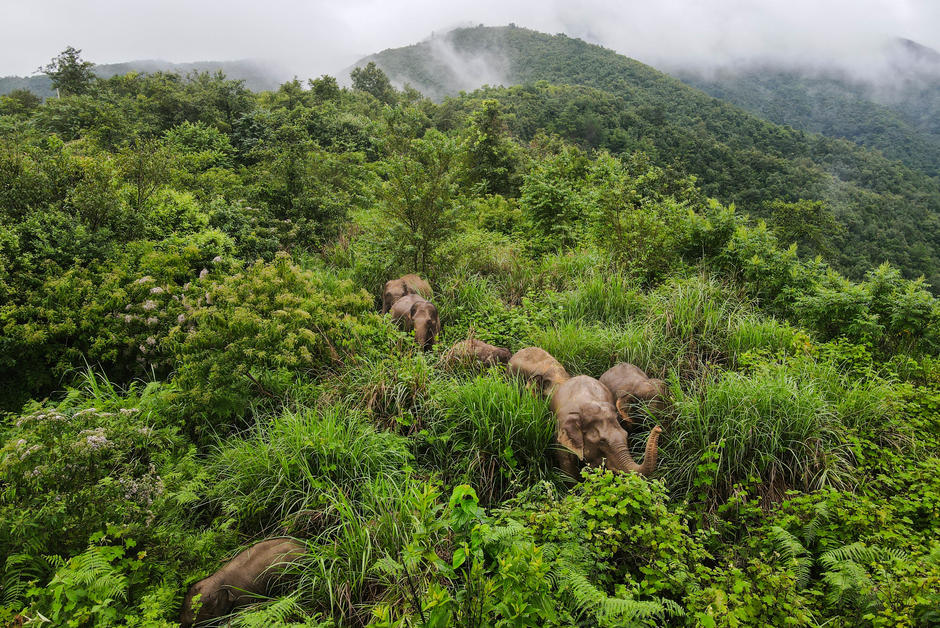 Dernière étape pour les éléphants baroudeurs de Chine
