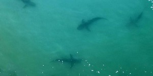 Les drones, un moyen de mieux comprendre les requins