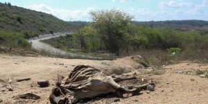 Dans le nord du Mexique, des dizaines de milliers de vaches succombent à la chaleur