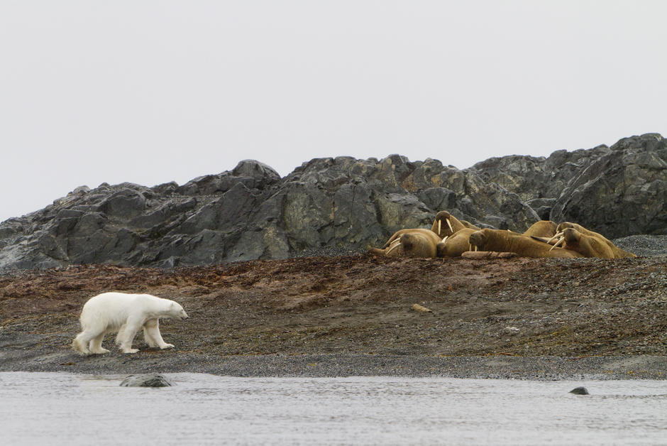 Oui, les ours polaires lancent bien des rochers pour chasser les morses