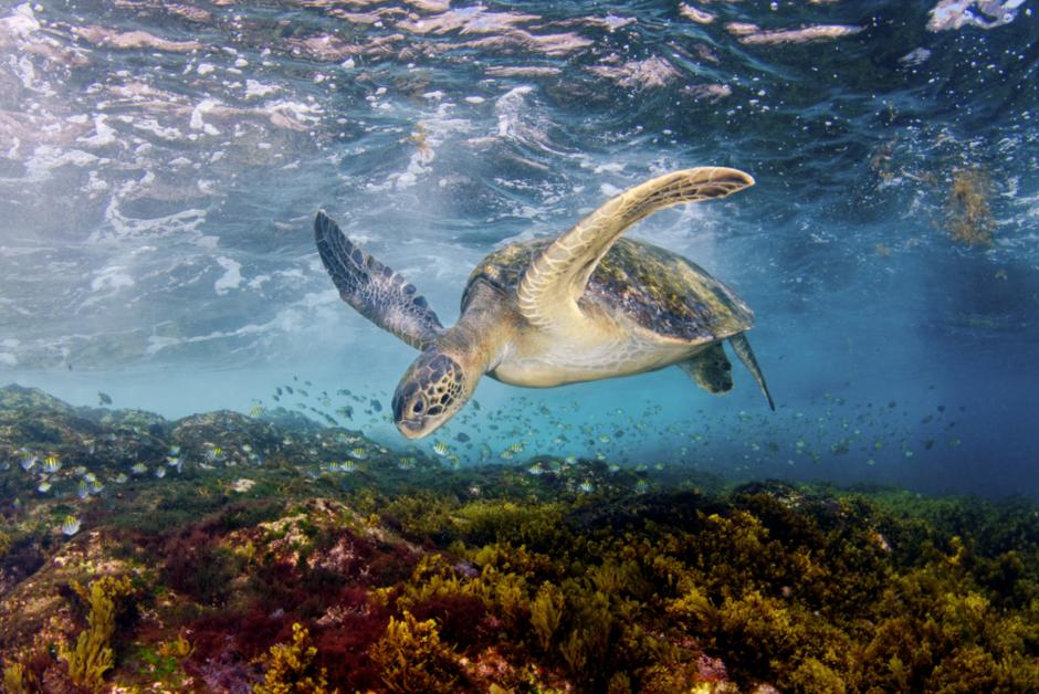 La pollution des océans par le plastique entraîne les tortues dans un “piège évolutif”