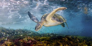 La pollution des océans par le plastique entraîne les tortues dans un “piège évolutif”