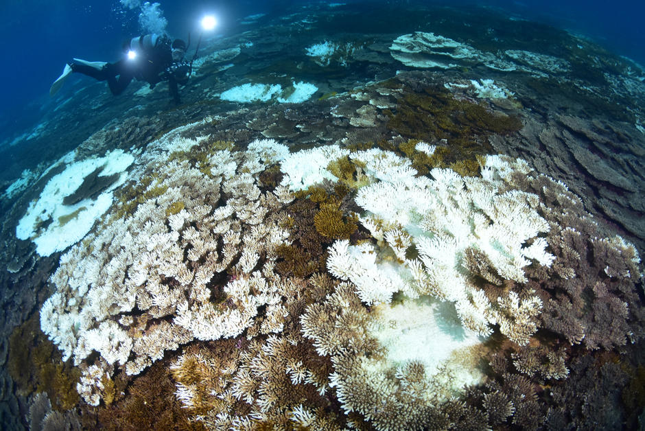 Des probiotiques pour aider les coraux blanchis