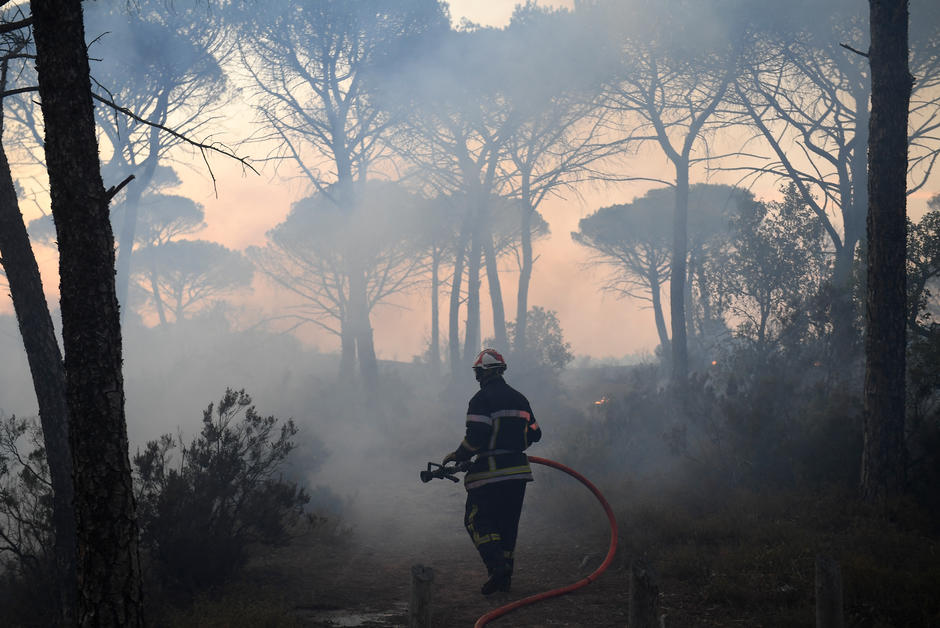 Pourquoi la répétition des incendies de forêt menace la biodiversité