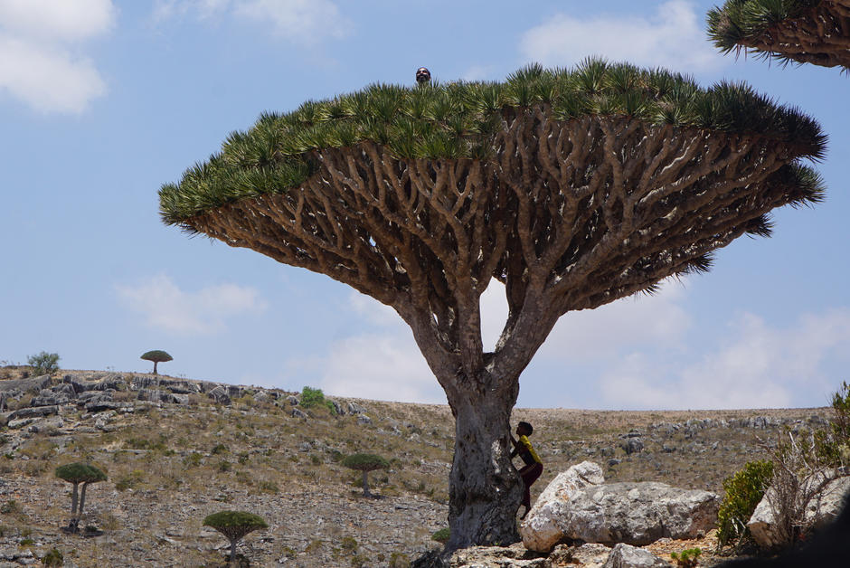 Il faut sauver l’arbre dragonnier de l’île de Socotra 