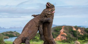 Le dragon de Komodo menacé d’extinction