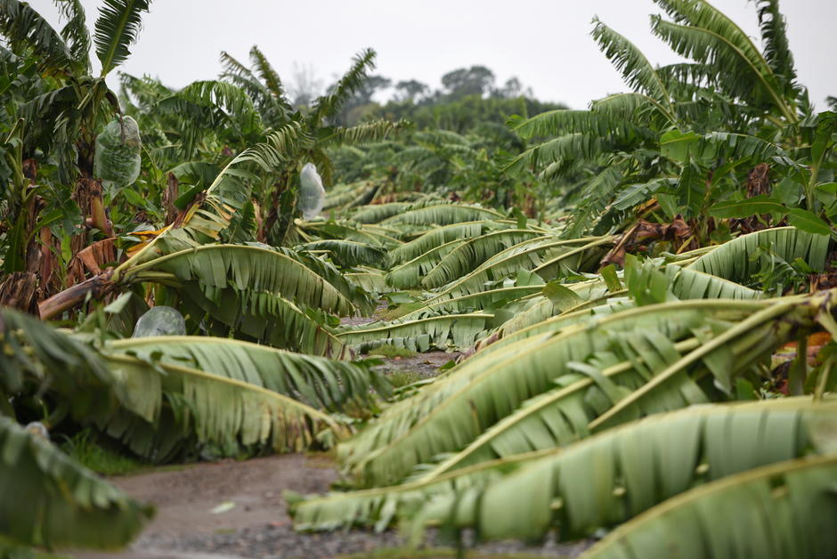 Mexique : dans l’État de Tabasco, les ravages de la monoculture bananière