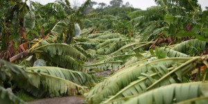 Mexique : dans l’État de Tabasco, les ravages de la monoculture bananière