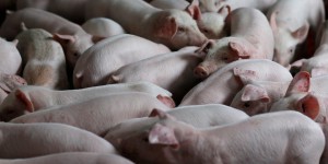Le secteur de la viande et des produits laitiers pollue énormément, selon l’“Atlas de la viande”