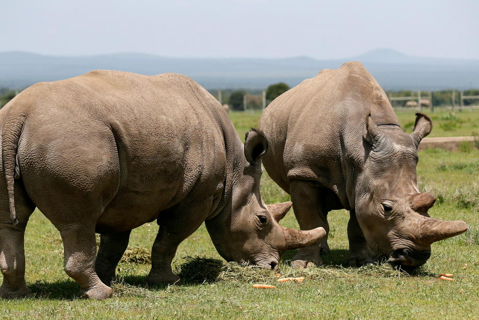 Au Kenya, la survie du rhinocéros blanc du Nord ne tient plus qu’à une femelle