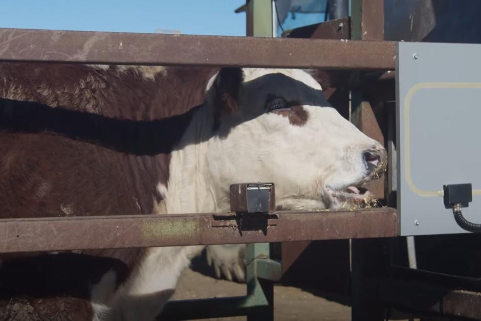 Méthane issu du bétail : l’Australie teste une algue prometteuse