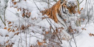 Les tigres de l’Amour, symbole de la nouvelle politique environnementale chinoise