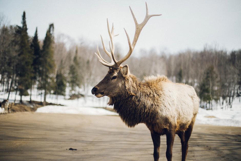 “Chaque caribou compte” : autochtones et écologistes sonnent l’alarme au Canada