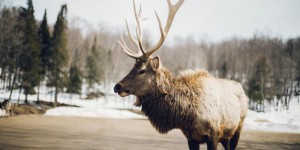 “Chaque caribou compte” : autochtones et écologistes sonnent l’alarme au Canada
